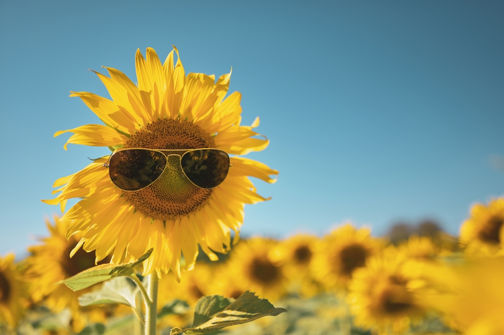 sunglasses on flower